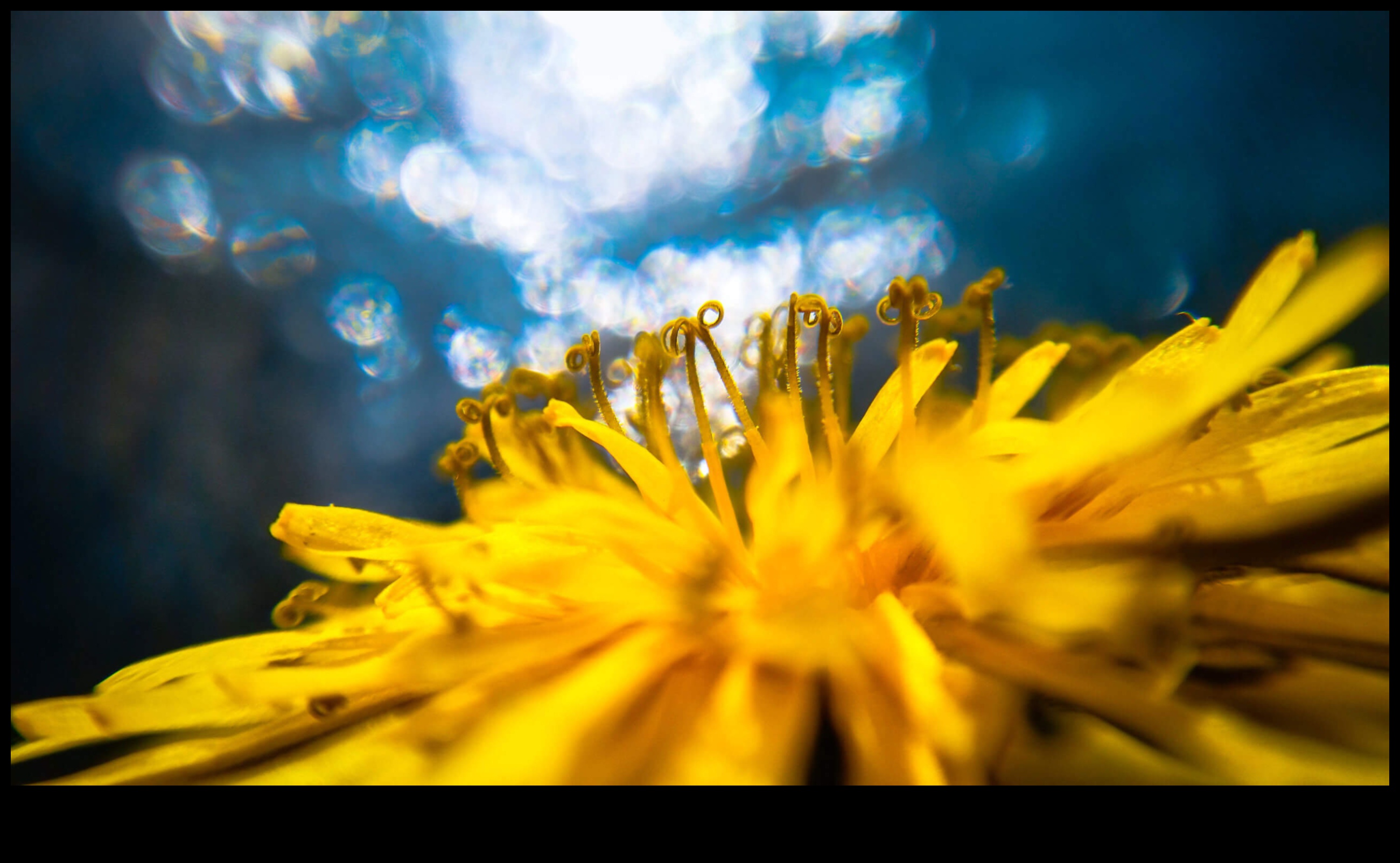 Εκπληκτικές κάμερες Bokeh που θα σας βοηθήσουν να απαθανατίσετε τη μαγεία 4 Μπόκε που κόβει την ανάσα: Κάμερες με όμορφο θάμπωμα φόντου