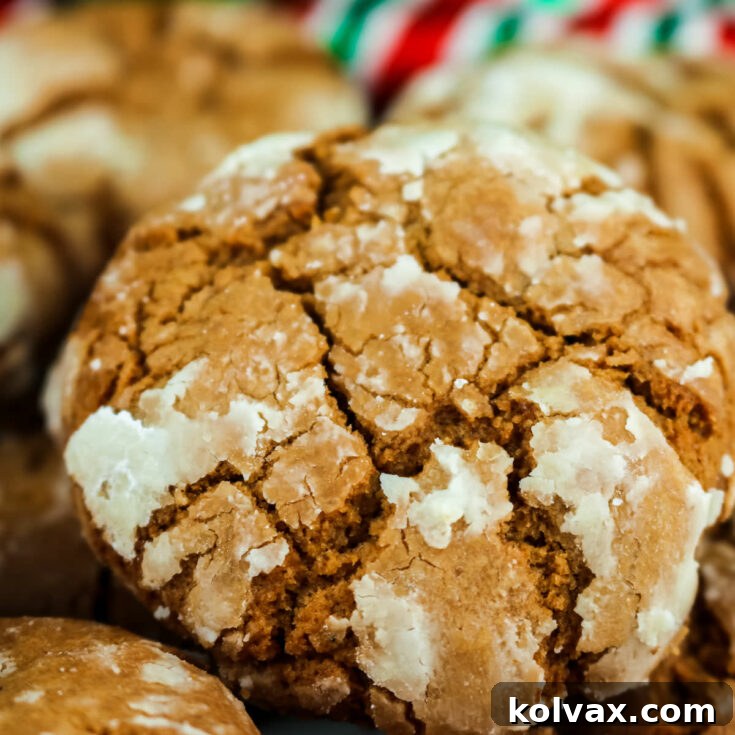 Festive Gingerbread Crinkles 6 Gingerbread Crinkle Cookies