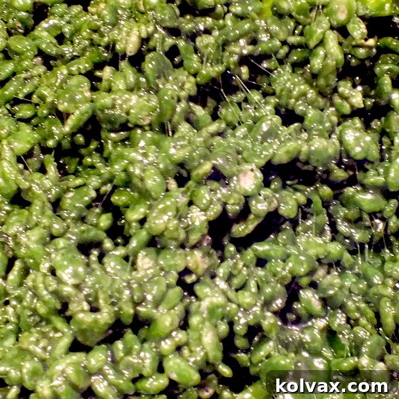 Muted sage green colored Rice Krispie Treats, perfect for natural or rustic themes.