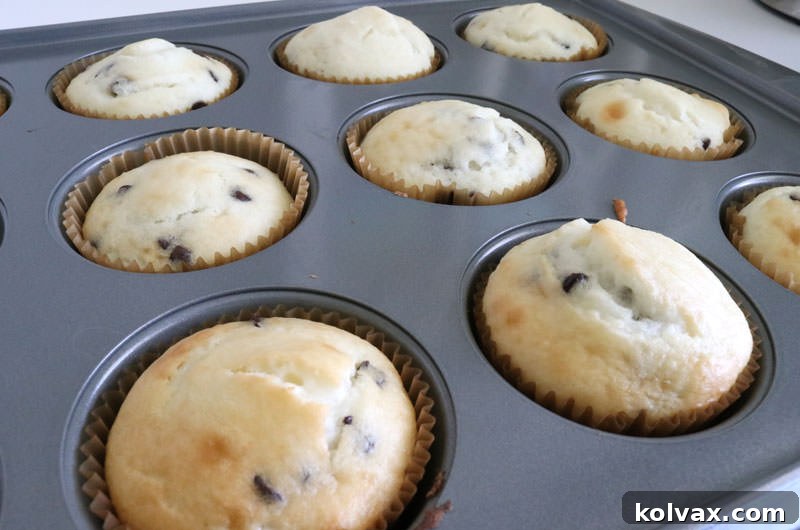 Freshly baked chocolate chip cupcakes, golden brown and puffed, cooling on a rack after coming out of the oven.